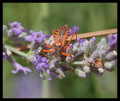 Réf. 186 430 : Rhynocoris sp.